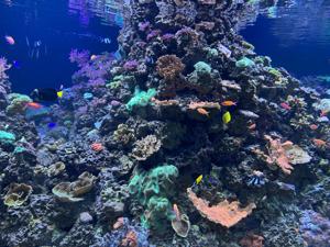 New England Aquarium   Giant Ocean Tank